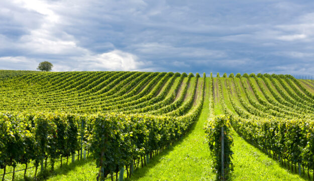 Climate change, sustainability, innovation, health: Oiv looks to wine challenges with research