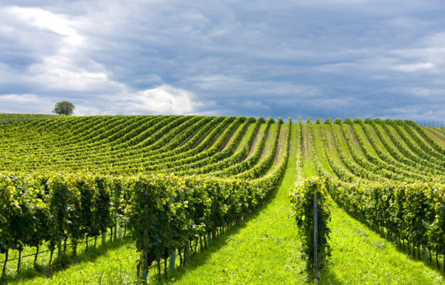 OIV, ORGANIZZAZIONE MONDIALE DELLA VIGNA E DEL VINO, Mondo