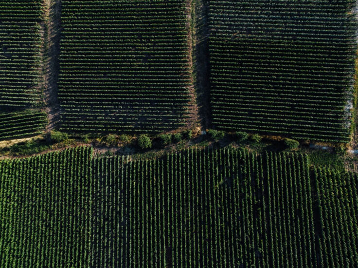 I vigneti di Dom Pérignon nella Champagne (credit: domperignon.com) 