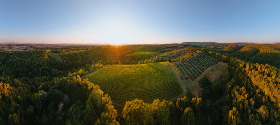 I vigneti di Felsina, in Chianti Classico
