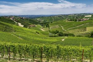 Distretti agroalimentari italiani, cresce l&rsquo;export. Il vino &ldquo;flette&rdquo;, ma resta leader