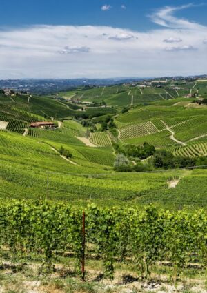 Italian agri-food districts, export grows. Wine &ldquo;bends&rdquo;, but remains leader