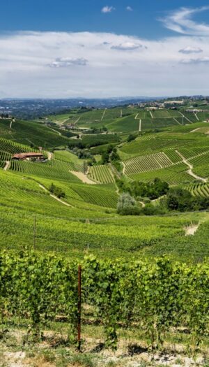 Distretti agroalimentari italiani, cresce l&rsquo;export. Il vino &ldquo;flette&rdquo;, ma resta leader