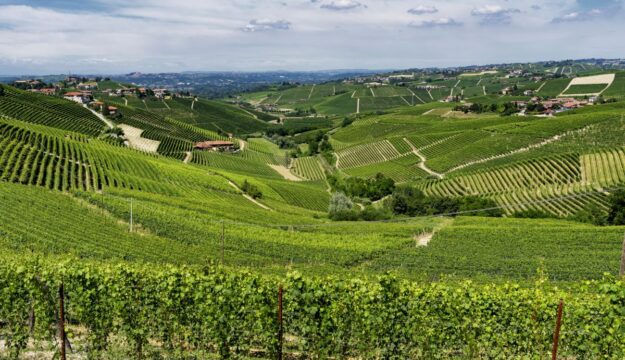 Distretti agroalimentari italiani, cresce l&rsquo;export. Il vino &ldquo;flette&rdquo;, ma resta leader