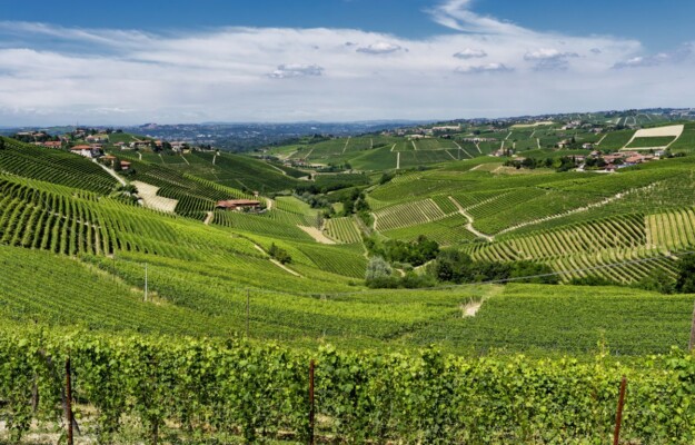 AGROALIMENTARE ITALIANO, DISTRETTI AGROALIMENTARI, DISTRETTI DEL VINO, INTESA SANPAOLO, LANGHE ROERO E MONFERRATO, Non Solo Vino