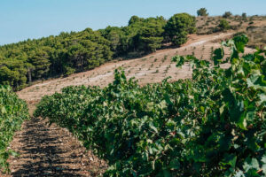 Biodinamica, non un modo di produrre, ma di vivere l&rsquo;azienda, che conquista anche il vino