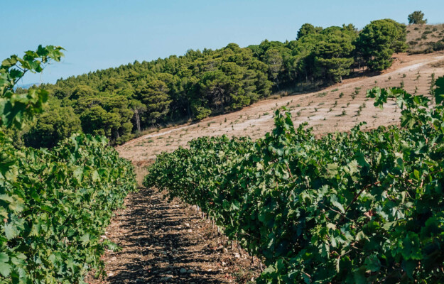 Biodinamica, non un modo di produrre, ma di vivere l&rsquo;azienda, che conquista anche il vino