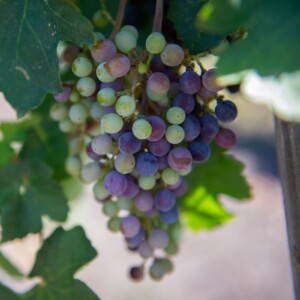 I semi d&rsquo;uva del Texas dalla Terra allo spazio, per un vino &ldquo;cosmico&rdquo; del futuro