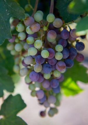 I semi d&rsquo;uva del Texas dalla Terra allo spazio, per un vino &ldquo;cosmico&rdquo; del futuro