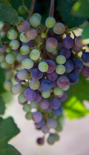 I semi d&rsquo;uva del Texas dalla Terra allo spazio, per un vino &ldquo;cosmico&rdquo; del futuro