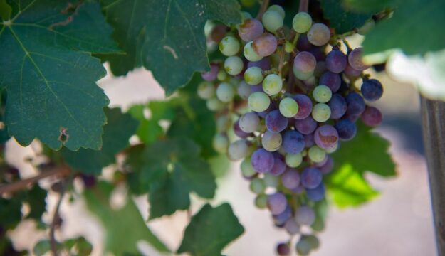 I semi d&rsquo;uva del Texas dalla Terra allo spazio, per un vino &ldquo;cosmico&rdquo; del futuro