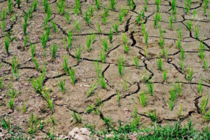 Caldo estremo, la Cia fa la conta dei danni: &ldquo;per l&rsquo;agricoltura un impatto da 1,5 miliardi di euro&rdquo;