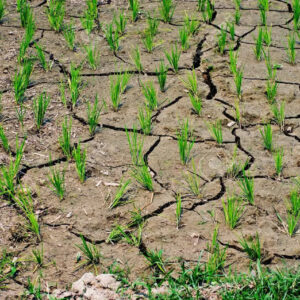 Caldo estremo, la Cia fa la conta dei danni: &ldquo;per l&rsquo;agricoltura un impatto da 1,5 miliardi di euro&rdquo;