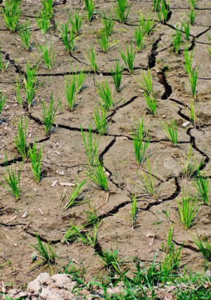 Caldo estremo, la Cia fa la conta dei danni: &ldquo;per l&rsquo;agricoltura un impatto da 1,5 miliardi di euro&rdquo;