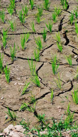 Caldo estremo, la Cia fa la conta dei danni: &ldquo;per l&rsquo;agricoltura un impatto da 1,5 miliardi di euro&rdquo;