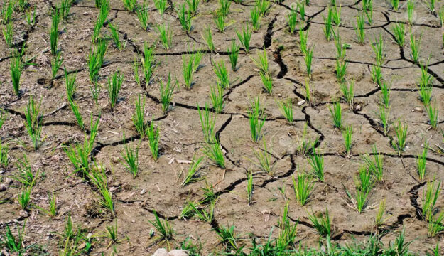 Caldo estremo, la Cia fa la conta dei danni: &ldquo;per l&rsquo;agricoltura un impatto da 1,5 miliardi di euro&rdquo;