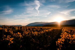 Record heat, &ldquo;no emergency in vineyards, but it depends on the duration&rdquo;, explains Leonardo Valenti
