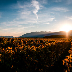 Record heat, &ldquo;no emergency in vineyards, but it depends on the duration&rdquo;, explains Leonardo Valenti