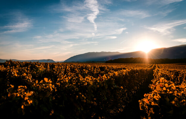 Record heat, no emergency in vineyards, but it depends on the duration, explains Leonardo Valen