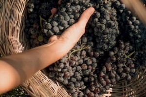 Aceto Balsamico di Modena, con la lotta ai falsi +30% di domanda di mosto e vino italiani