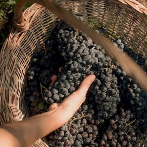 Aceto Balsamico di Modena, con la lotta ai falsi +30% di domanda di mosto e vino italiani