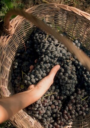 Aceto Balsamico di Modena, con la lotta ai falsi +30% di domanda di mosto e vino italiani