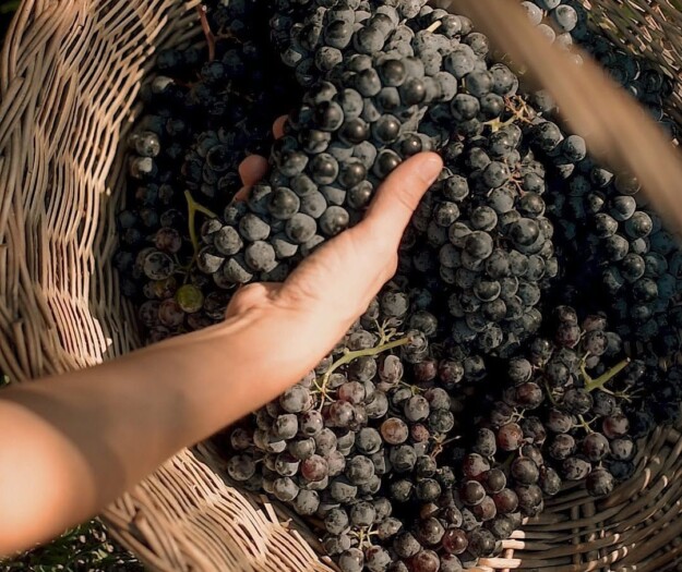 Aceto Balsamico di Modena, con la lotta ai falsi +30% di domanda di mosto e vino italiani