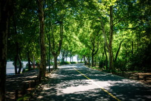 Con il +30% di alberi, citt&agrave; pi&ugrave; fresche di -1,5 gradi: la proposta dei Florovivaisti Italiani-Cia