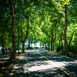 Con il +30% di alberi, citt&agrave; pi&ugrave; fresche di -1,5 gradi: la proposta dei Florovivaisti Italiani-Cia
