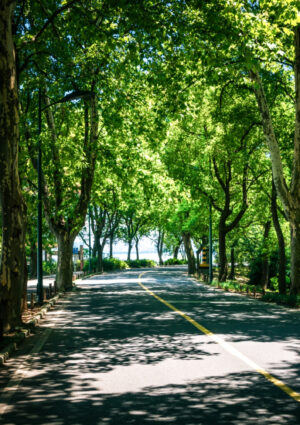 Con il +30% di alberi, citt&agrave; pi&ugrave; fresche di -1,5 gradi: la proposta dei Florovivaisti Italiani-Cia