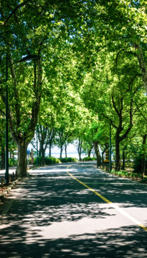 Con il +30% di alberi, citt&agrave; pi&ugrave; fresche di -1,5 gradi: la proposta dei Florovivaisti Italiani-Cia