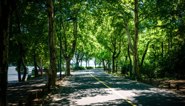 Con il +30% di alberi, citt&agrave; pi&ugrave; fresche di -1,5 gradi: la proposta dei Florovivaisti Italiani-Cia