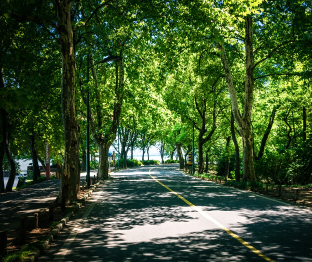 Con il +30% di alberi, citt&agrave; pi&ugrave; fresche di -1,5 gradi: la proposta dei Florovivaisti Italiani-Cia