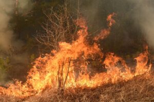 Incendi fuori controllo: oltre 66.000 ettari in fumo, triplicata la media ventennale