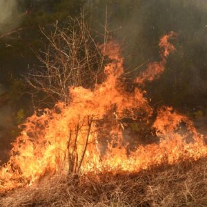 Incendi fuori controllo: oltre 66.000 ettari in fumo, triplicata la media ventennale
