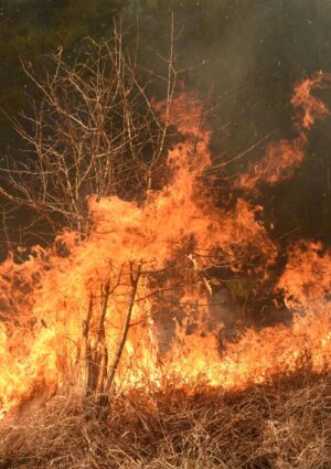 Incendi fuori controllo: oltre 66.000 ettari in fumo, triplicata la media ventennale