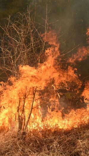 Incendi fuori controllo: oltre 66.000 ettari in fumo, triplicata la media ventennale
