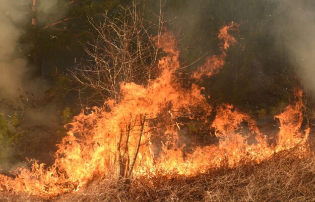 BOSCHI, Coldiretti, INCENDI, PIROMANI, PREVENZIONE, Non Solo Vino