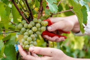 Champagne, vendemmia pronta al decollo: una &ldquo;precocit&agrave;&rdquo; da record a causa delle alte temperature