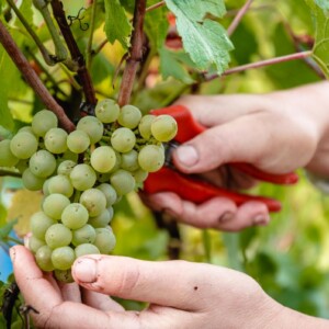 Champagne, vendemmia pronta al decollo: una &ldquo;precocit&agrave;&rdquo; da record a causa delle alte temperature