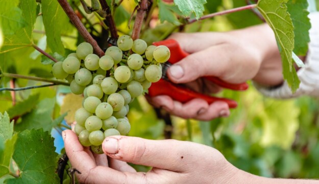 Champagne, vendemmia pronta al decollo: una &ldquo;precocit&agrave;&rdquo; da record a causa delle alte temperature