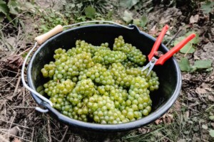 Champagne, il caldo spinge le maison a produrre pi&ugrave; vini fermi &ldquo;Coteaux Champenois&rdquo;