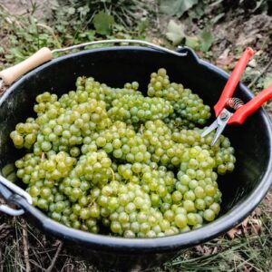 Champagne, il caldo spinge le maison a produrre pi&ugrave; vini fermi &ldquo;Coteaux Champenois&rdquo;
