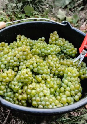 Champagne, il caldo spinge le maison a produrre pi&ugrave; vini fermi &ldquo;Coteaux Champenois&rdquo;