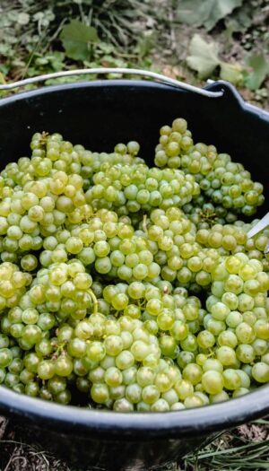 Champagne, il caldo spinge le maison a produrre pi&ugrave; vini fermi &ldquo;Coteaux Champenois&rdquo;