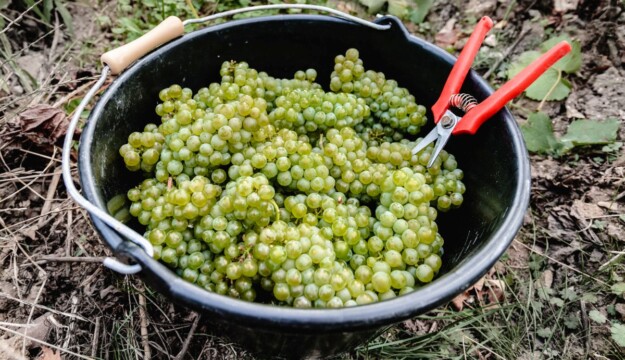 Champagne, il caldo spinge le maison a produrre pi&ugrave; vini fermi &ldquo;Coteaux Champenois&rdquo;