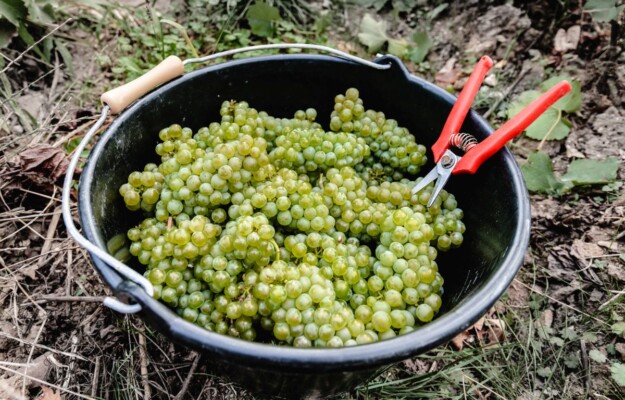 alcol, CALDO, CAMBIAMENTO CLIMATICO, CHAMPAGNE, COTEAUX CHAMPENOIS, FRESCHEZZA, PRECOCITÀ, VENDEMMIA 2026, VINI FERMI, Mondo