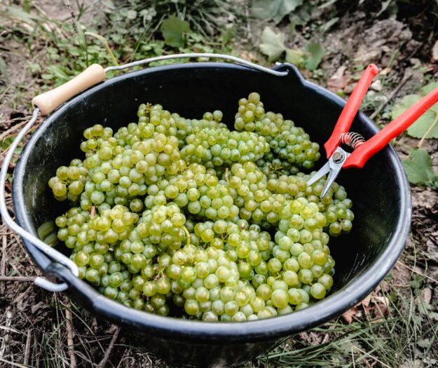 Champagne, il caldo spinge le maison a produrre pi&ugrave; vini fermi &ldquo;Coteaux Champenois&rdquo;