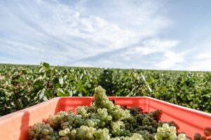 Comit&eacute; Champagne, ancora un ritocco a ribasso per le rese di vendemmia: 8.800 chili per ettaro