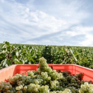 Comit&eacute; Champagne, ancora un ritocco a ribasso per le rese di vendemmia: 8.800 chili per ettaro